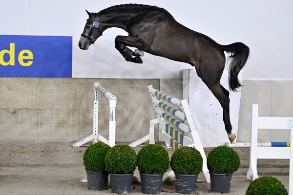 コレクション STALLIONS 2000 Zangersheide Live Stallion Auction @ Sentower Park - Explore